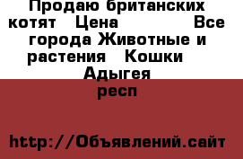 Продаю британских котят › Цена ­ 30 000 - Все города Животные и растения » Кошки   . Адыгея респ.